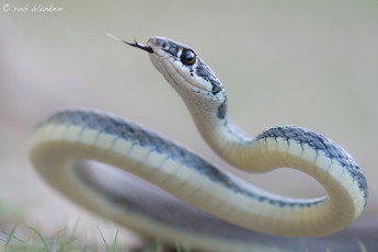 Картинка животные змеи +питоны +кобры змея