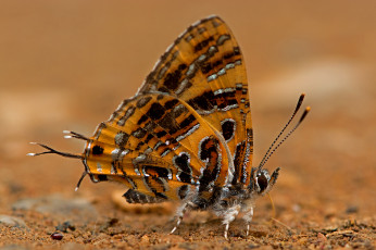 Картинка животные бабочки +мотыльки +моли бабочка утро насекомое фон макро
