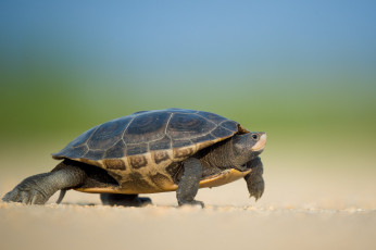 Картинка животные Черепахи черепаха фон