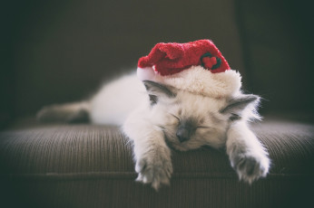 Картинка животные коты спящий котёнок сон колпак