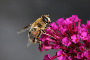 Картинка животные насекомые макро насекомое цветы