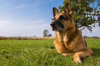 Картинка животные собаки немецкая овчарка луг собака