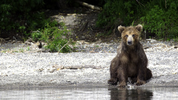 Картинка животные медведи медведь река