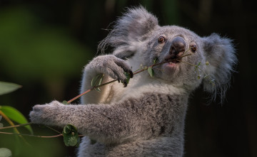 Картинка животные коалы сумчатое коала ветка