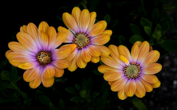 Картинка цветы хризантемы фон макро краски лепестки