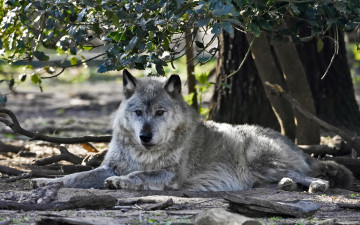 Картинка животные волки +койоты +шакалы ветки отдых хищник волк