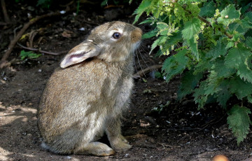 Картинка животные кролики +зайцы зайчик