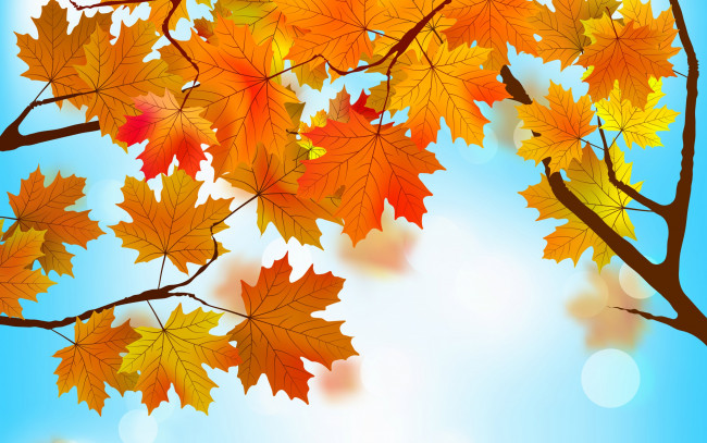 Обои картинки фото векторная графика, природа , nature, осенние, фон, листья, autumn, maple, leaves