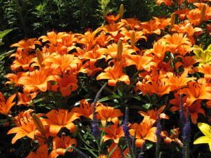 Картинка цветы лилии +лилейники оранжевый много