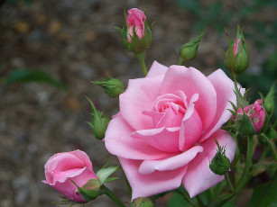 Картинка цветы розы фон роза бутоны