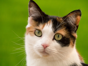 Картинка животные коты котейка мордочка взгляд кошка