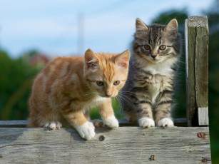 Картинка животные коты парочка котята малыши