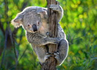 Картинка животные коалы австралия сумчатое коала
