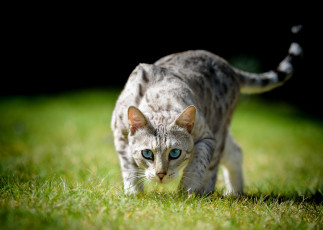 Картинка животные коты трава голубые глаза боке взгляд кошка кот