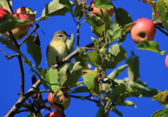 Картинка животные птицы птица яблоня