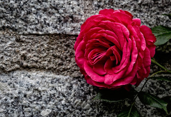 Картинка цветы розы камень бутон роза
