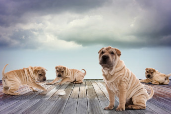 Картинка животные собаки хомяк щенки играют доски фотошоп шарпей небо облака