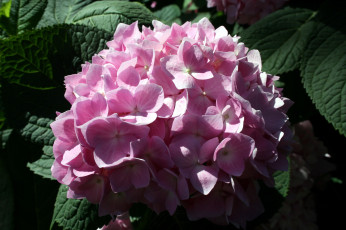Картинка цветы гортензия розовый