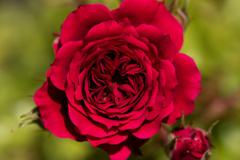 Картинка цветы розы роза бутоны макро лепестки фон красная