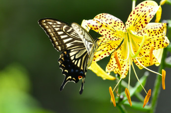 Картинка животные бабочки +мотыльки +моли лилия тигровая цветок парусник ксут бабочка макро