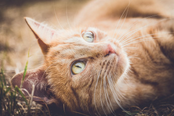 Картинка животные коты взгляд кот рыжий мордочка кошка усы