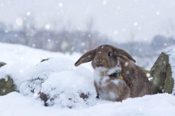 обоя животные, кролики,  зайцы, зима, кролик, снег