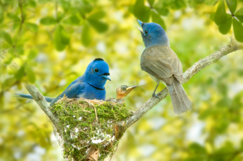 Картинка животные птицы боке black-naped monarch гнездо ветки синий монарх птенец