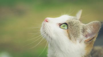 Картинка животные коты кошка мордочка взгляд фон