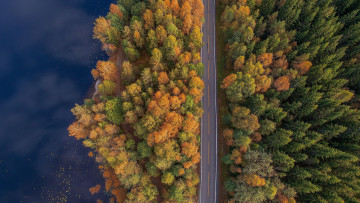 Картинка природа дороги лес дорога