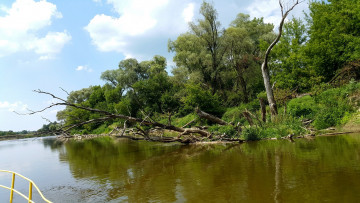 Картинка природа реки озера стволы деревья вода