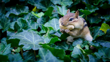Картинка животные бурундуки грызун арахис бурундук листья