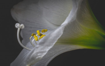 Картинка цветы амариллисы +гиппеаструмы