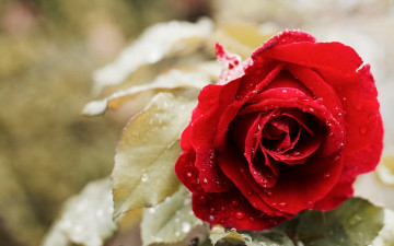 Картинка цветы розы роза бутон капли
