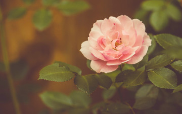 Картинка цветы розы роза листья лепестки