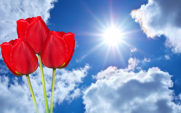 Картинка цветы тюльпаны лучи фон красные три фотошоп солнце небо облака