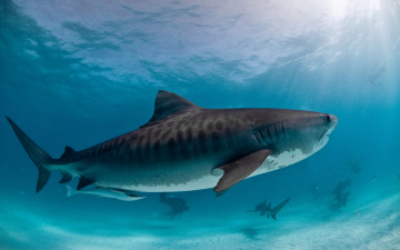 Картинка животные акулы лучи света аквалангисты синева море песок дно под водой