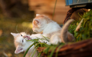 Картинка животные коты игра боке забава парочка котята корзина малыши
