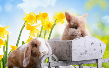 обоя животные, кролики,  зайцы, цветы, праздник, природа, нарциссы, пасха, доски, тележка, easter, облака, небо, весна