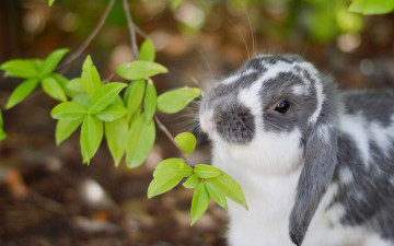 обоя животные, кролики,  зайцы, ветка, листочки, кролик