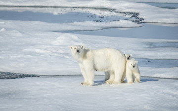 Картинка животные медведи медведица медвежата норвегия льдина белые полярные