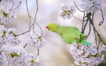 Картинка животные попугаи попугай птица вишня