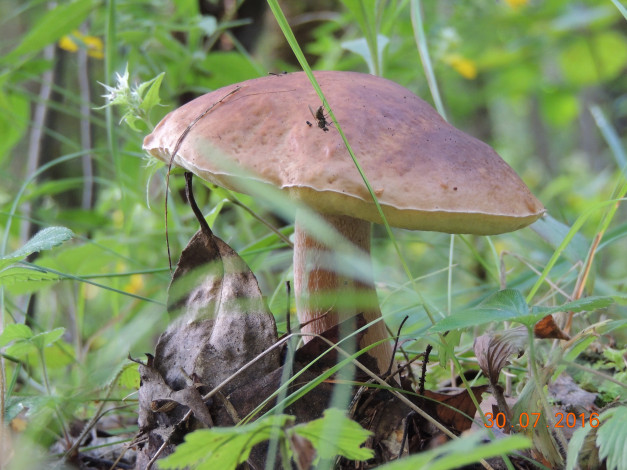 Обои картинки фото гриб в лесу, природа, грибы, лес, боровик, осень, гриб