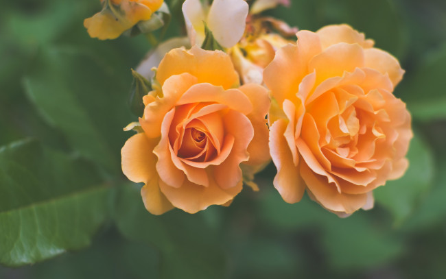 Обои картинки фото цветы, розы, макро, дуэт