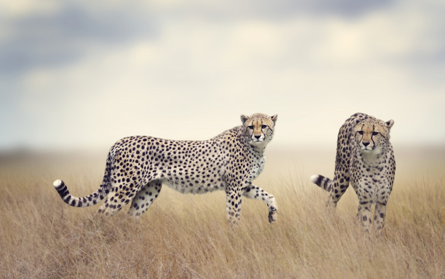 Обои картинки фото животные, гепарды, поле, трава, двое, боке, пара, дымка, хищники