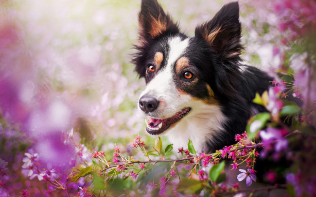Обои картинки фото животные, собаки, ветка, боке, морда, вишня, цветение, собака