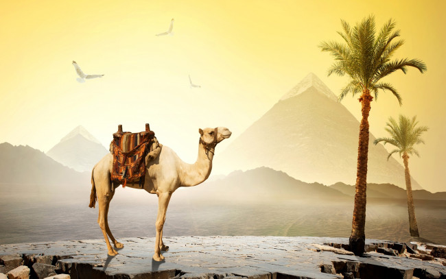 Обои картинки фото животные, верблюды, пирамиды, верблюд, египет, пустыня, птицы, камни, небо, cairo, солнце, пальмы