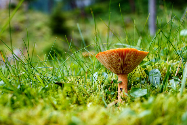 Обои картинки фото природа, грибы, гриб, трава