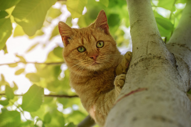 Обои картинки фото животные, коты, кот, рыжий, на, дереве, взгляд, дерево
