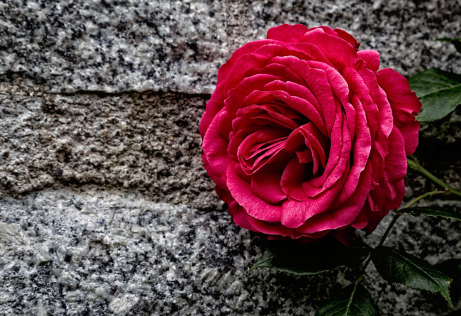 Обои картинки фото цветы, розы, камень, бутон, роза