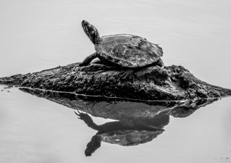 Картинка животные Черепахи отражение